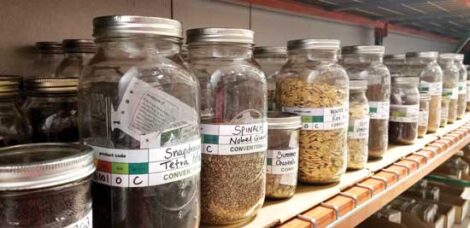 Keeping Heirloom Seeds Alive